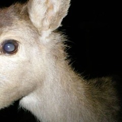 my rebirth will be celebrated