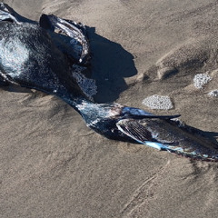 Chimaera Possibilia