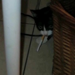 Shank ya but its only lil Loke