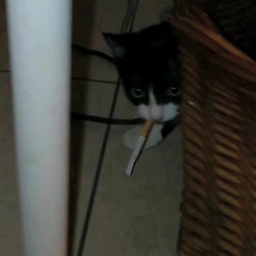 Shank ya but its only lil Loke