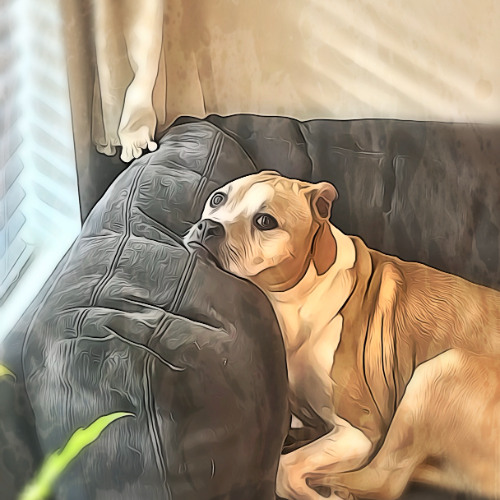 Interviewing a Zebra