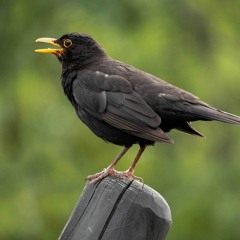 Blackbird Singing In Parc Des Buttes Chaumont