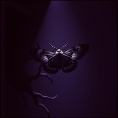 Death Moth  Alter Odium Death Angel