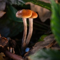 Txocoladass Sexyyy🍄🍑