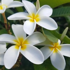 PLUMERIA プルメリア