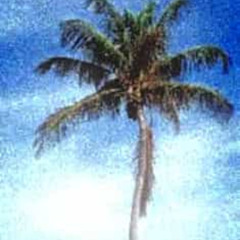 COCONUT W KUBELISSSSS