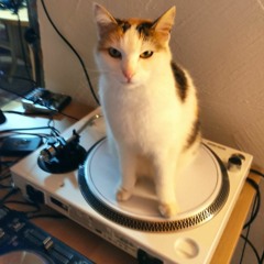 Groovy Cat