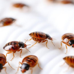 Bedbugs Control Singapore