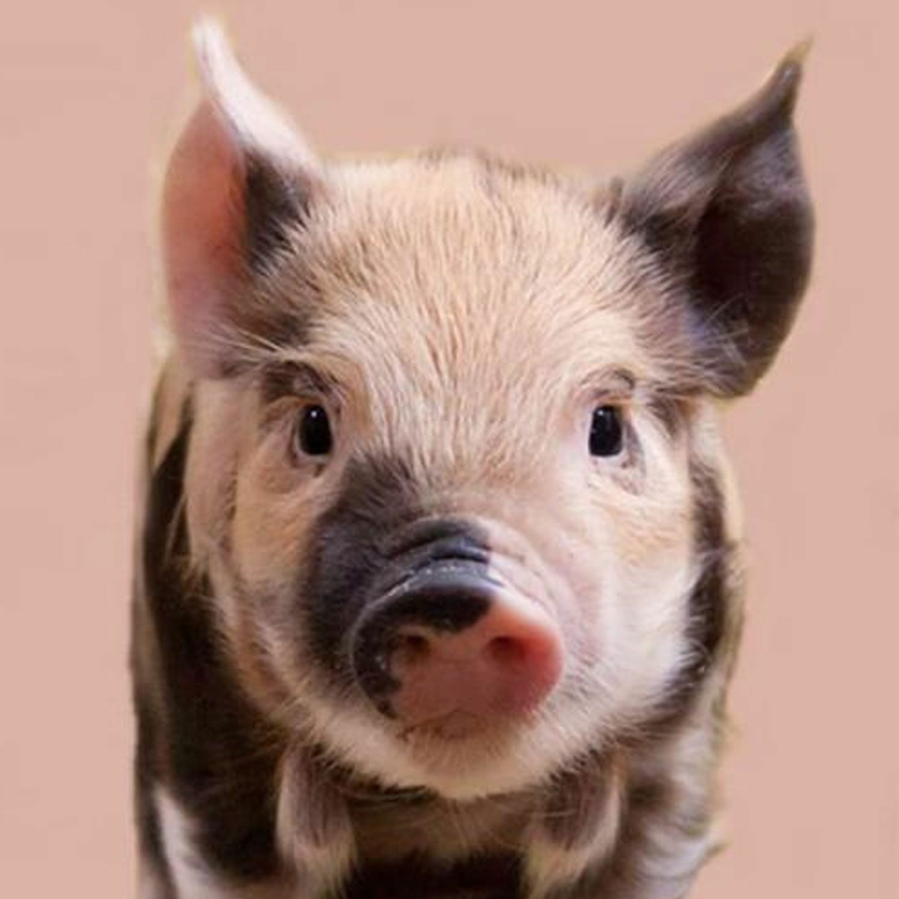 Medical Evidence Supports Biblical Instruction: Don't Eat Pork - Josh Lyons episode artwork