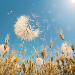 Fly Away (CHAPTER III AIR)