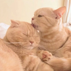 пиздец похожи (p. junoes + garconsgoth)