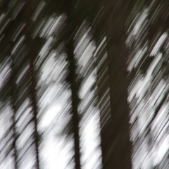 Norway Spruce Cone Pizzicato