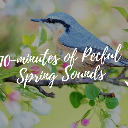 Spring Noises Stream 10-Minute Ambient Spring Soundscape Relaxing Music, Nature Sound ...