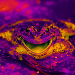 It's Always Bathtime For Frogs