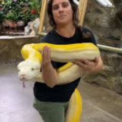 [Original+] one girl fifty snake viral video one girl fifty snakes