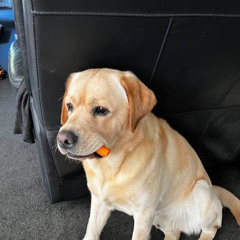 Our Best Friend