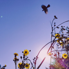 Summer skies