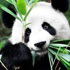dj panda its a dreams