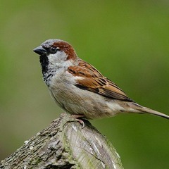 sparrow