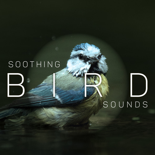 Stream The Land of Birds by Nature Sounds Paradise | Listen online for ...
