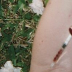 The pigeons which flutter in the meadow