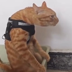 du drückst, er drückt, sie drücken