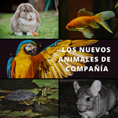 [#Podcast] Nuevos Animales de Compañía - New Companion Animals