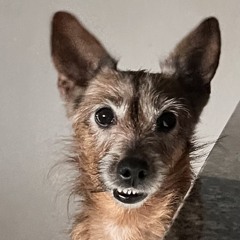 Muddi