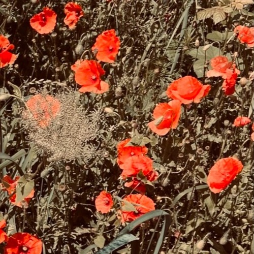 Floraklänge August 2021