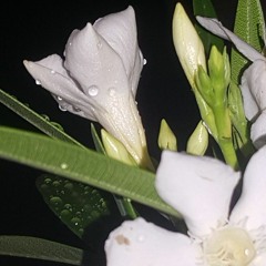 سبحانه_وقدرو_عليك(عود)عبدالمجيد عبدالله