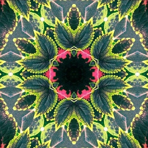Anandathera - Floresta Modular 173-V/A TRIBE001