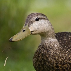ducky quacky :)