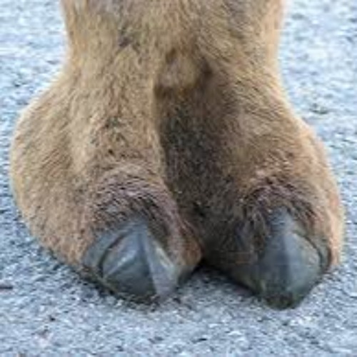 moose knuckle on a moose