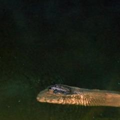 річка2001_архів
