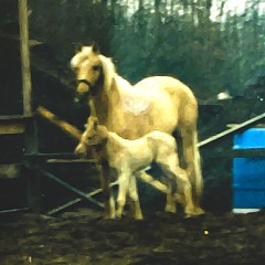 I love my horse