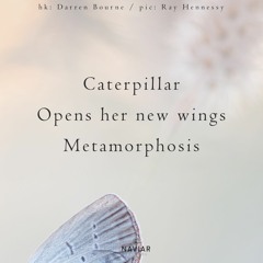 The Painful Opening Of The Wings (naviarhaiku503)