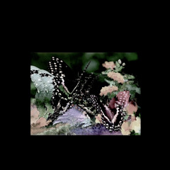 Butterfly - Boolean & Rainmail (Prod Starshower & Noah808)