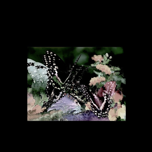 Butterfly - Boolean & Rainmail (Prod Starshower & Noah808)