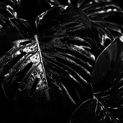 MONSTERA