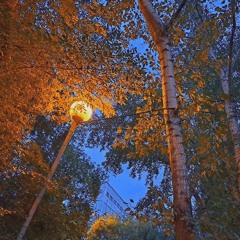 Dmt Playlist