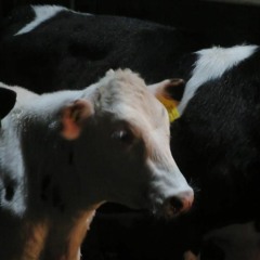 #12 תכונות אופי של פרות