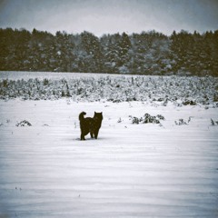 Cold Despair