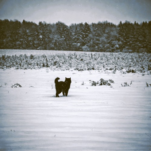 Cold Despair