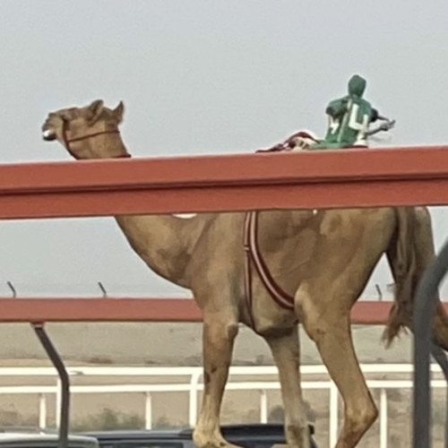 مهرجان البدوع || مسفر السندوانه