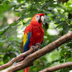 Addressing the Pet Trade at the IUCN World Conservation Congress