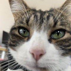 MEOWWWW ( I wanna fuck)