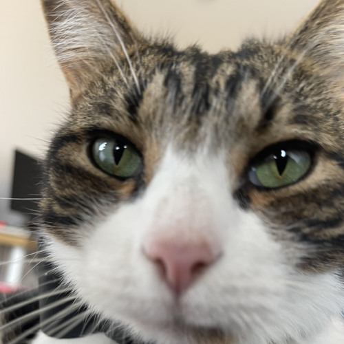 MEOWWWW ( I wanna fuck)