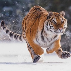 Melodic Techno Tiger 🐯