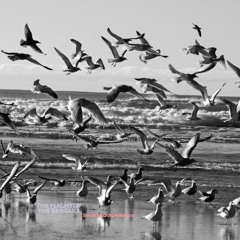 The Flight of the Seagull
