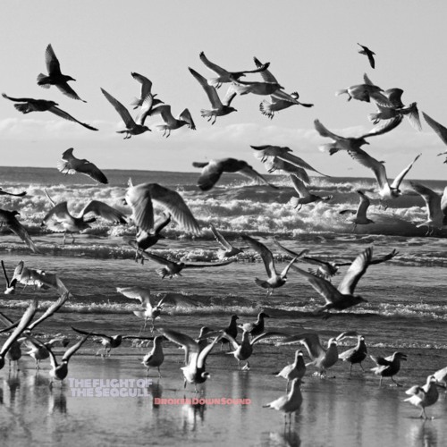 The Flight of the Seagull